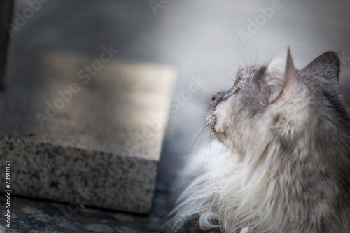 Norwegian cat.