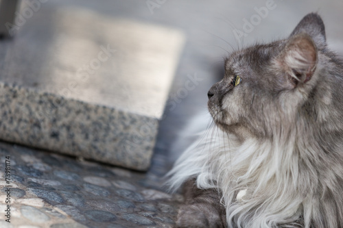 Norwegian cat.