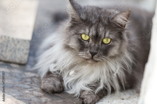 Norwegian cat.
