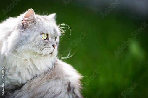 persian cat in the garden.