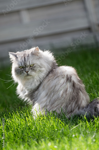 persian cat in the garden.