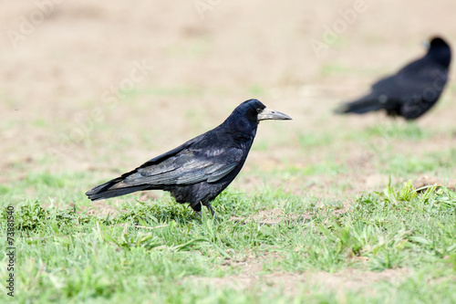 Corvus frugilegus, Rook. © fotoparus