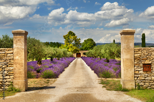 Path with lavender in Provence. photo
