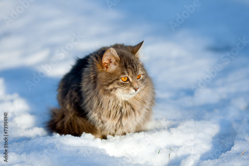 Cute siberian cat relaxing outdoor on the snow © vvvita