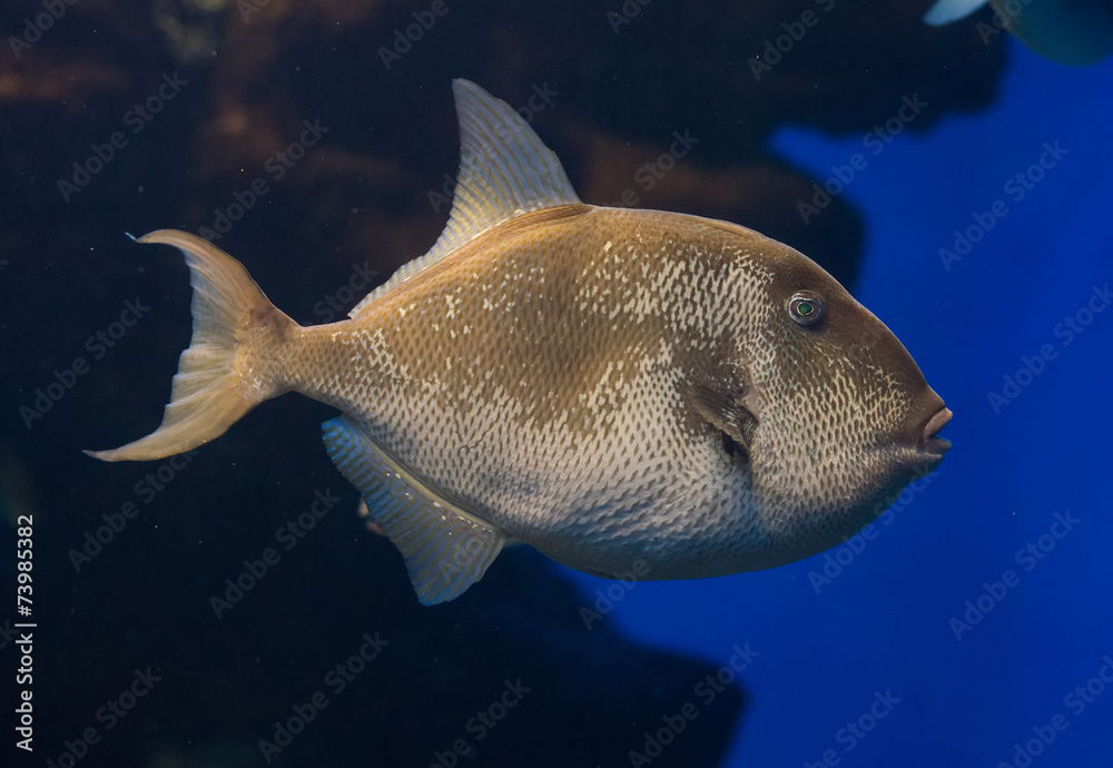 Tropical fish in the depths of the sea. Tropical fish in the depths of the sea.