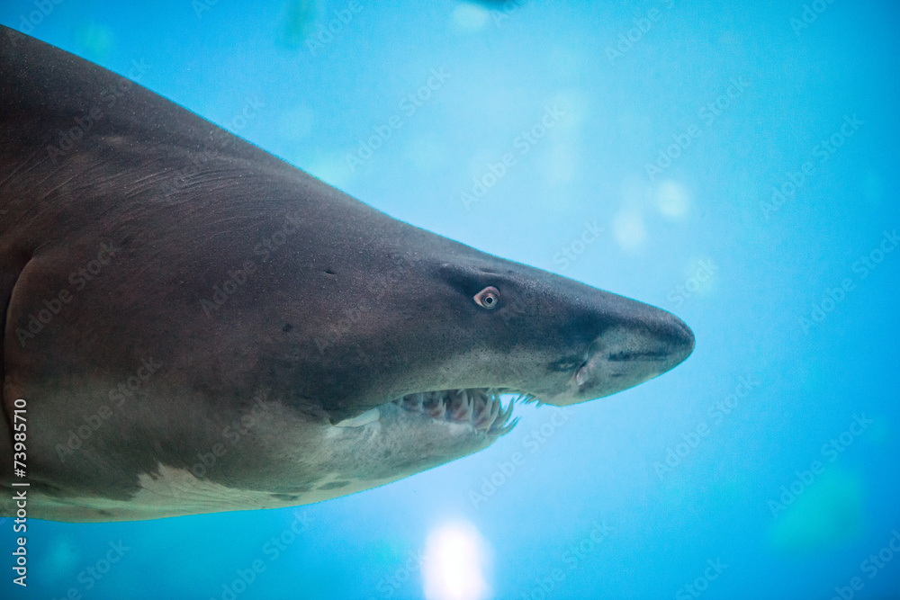 Naklejka premium Great white shark in the depths of the sea.