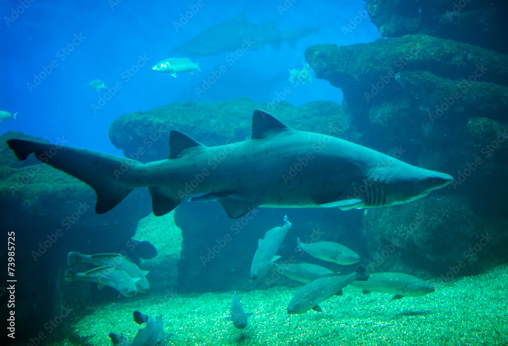 Great white shark in the depths of the sea.