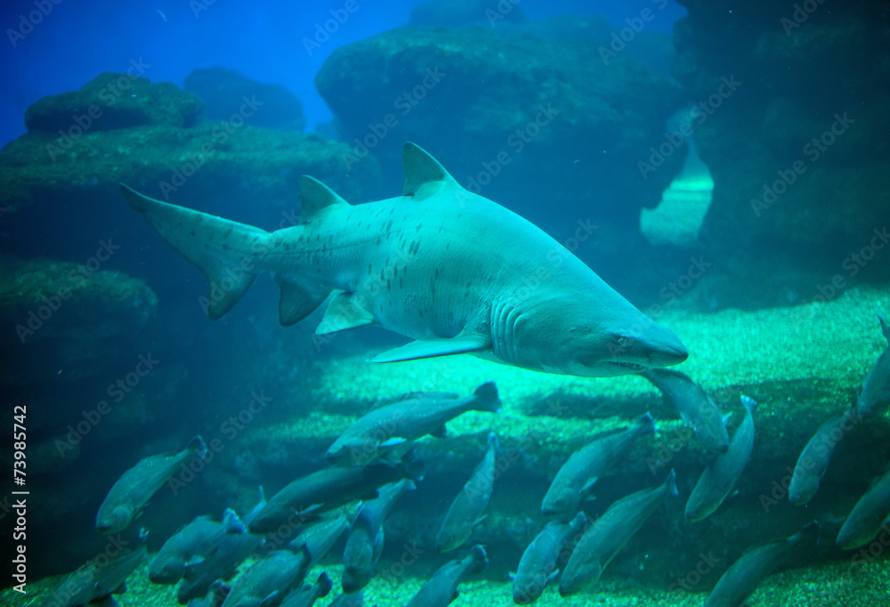 Fototapeta premium Great white shark in the depths of the sea.