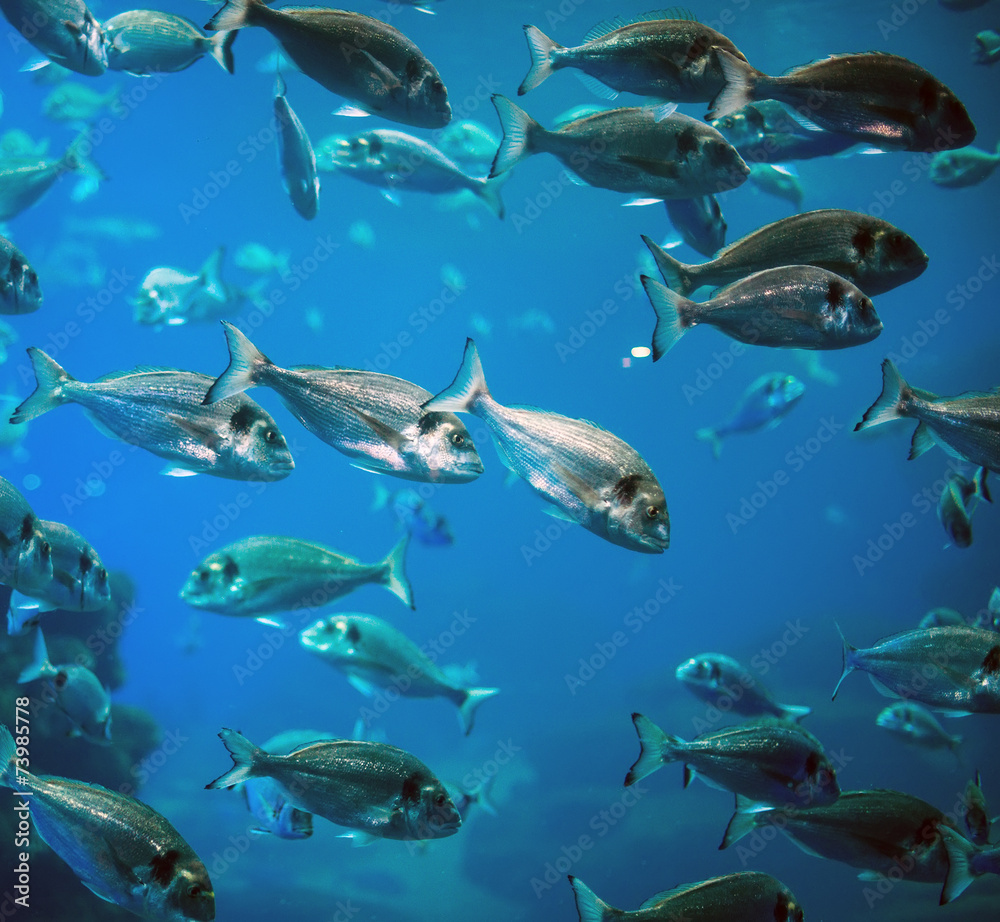 Naklejka premium Plenty of fish in the depths of the sea.