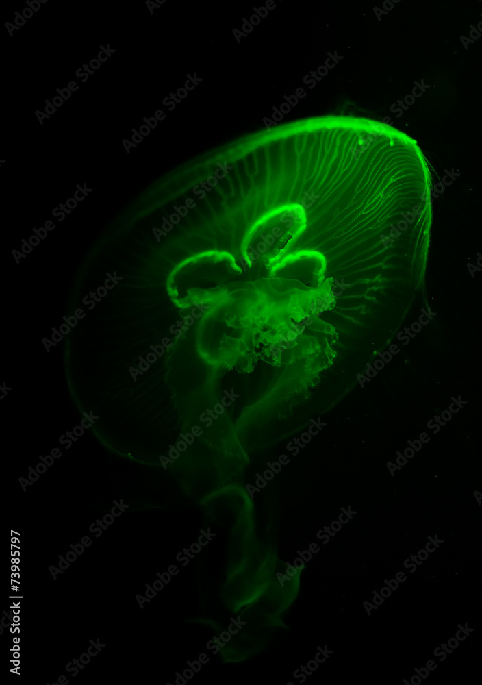 Obraz premium Close-up of green jellyfish in aquarium.