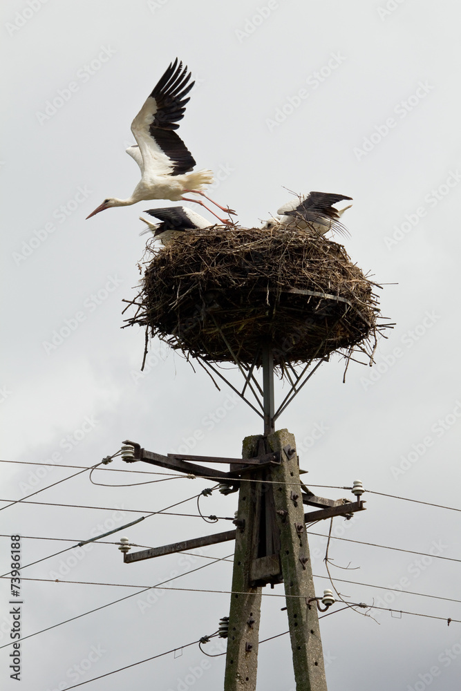Fototapeta premium Storks sit in the nest on a pole