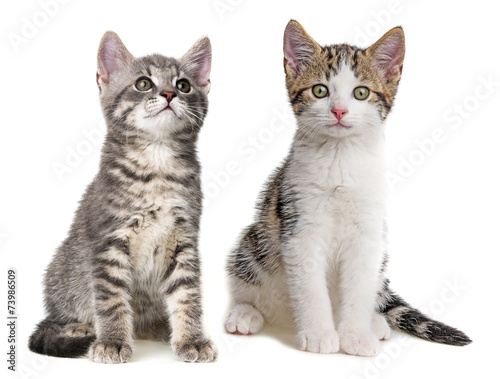 cute kittens isolated on white