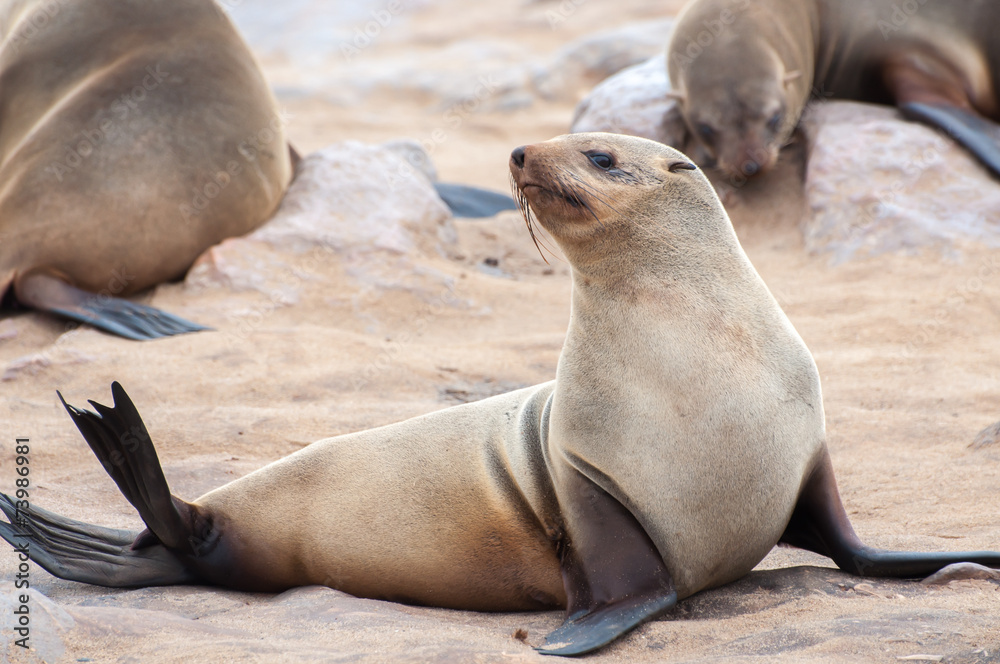 Obraz premium Cape Fur Seals