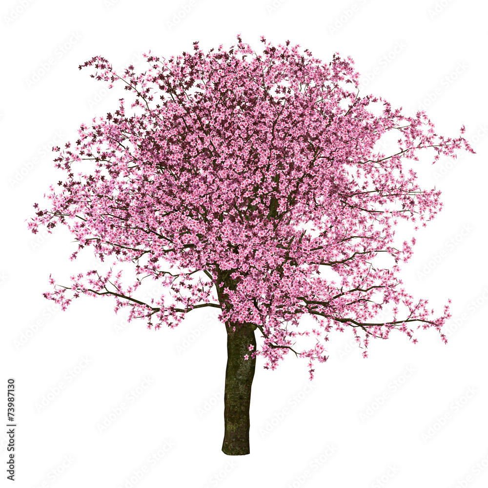 Obraz premium Sakura tree, cherry, isolated