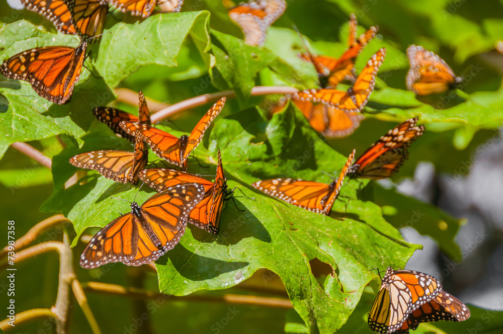 Monarch Butterfly Biosphere Reserve, Michoacan (Mexico)