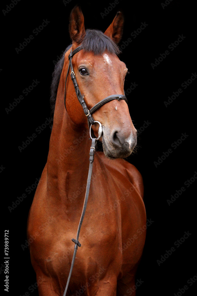 Big brown horse portrait on black background