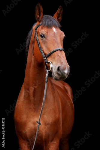 Big brown horse portrait on black background © virgonira