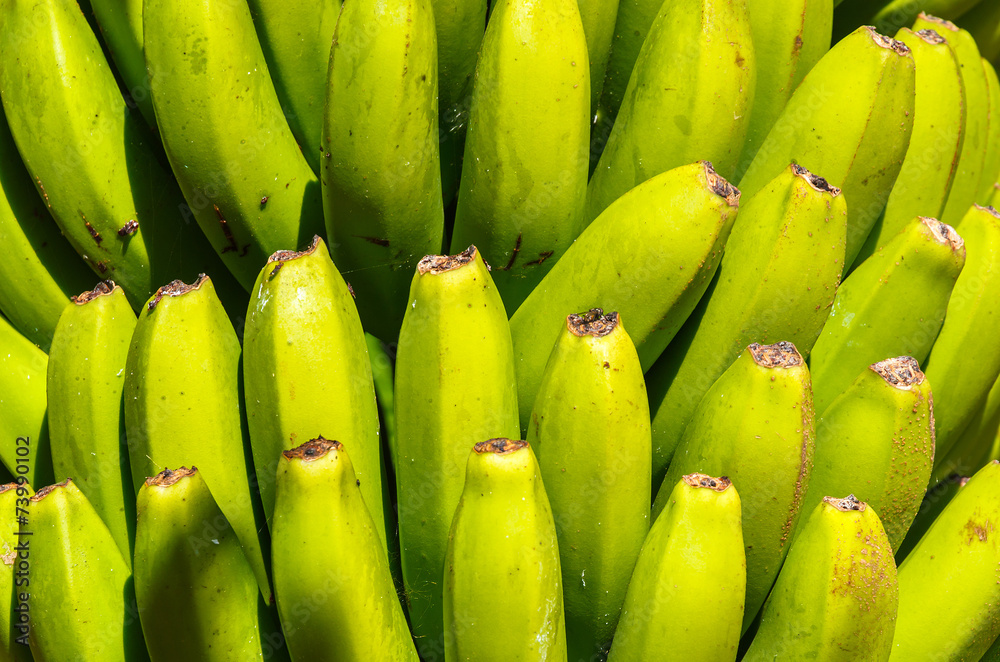 Fresh banana fruits on plantation, La Gomera, Canary Islands