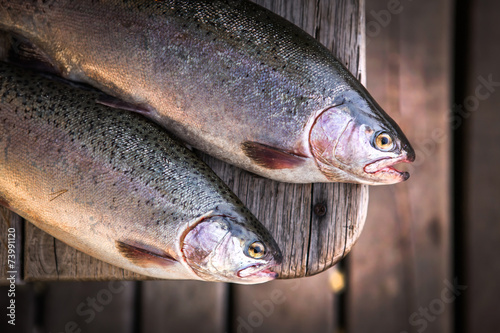 trout area fishing photo