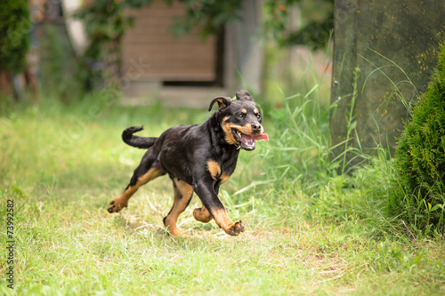 Young Rottweiler dog running