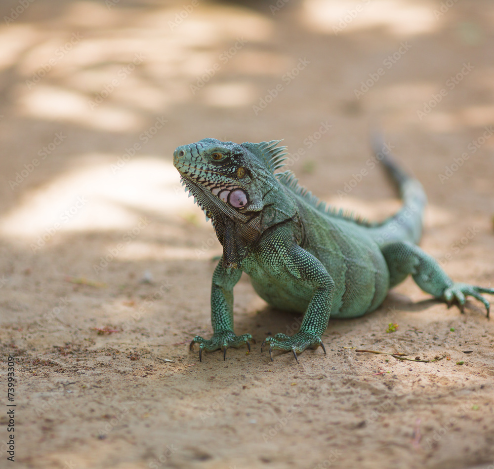 green iguana green iguana