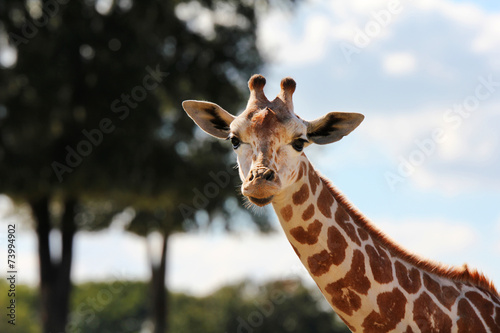 Photography giraffe