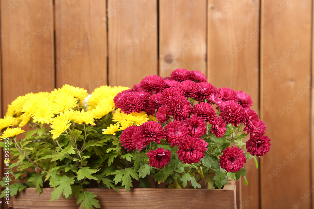 Chrysanthemum bush in wooden box on wooden wall background