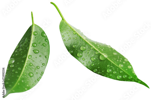 Green leafs isolated on white