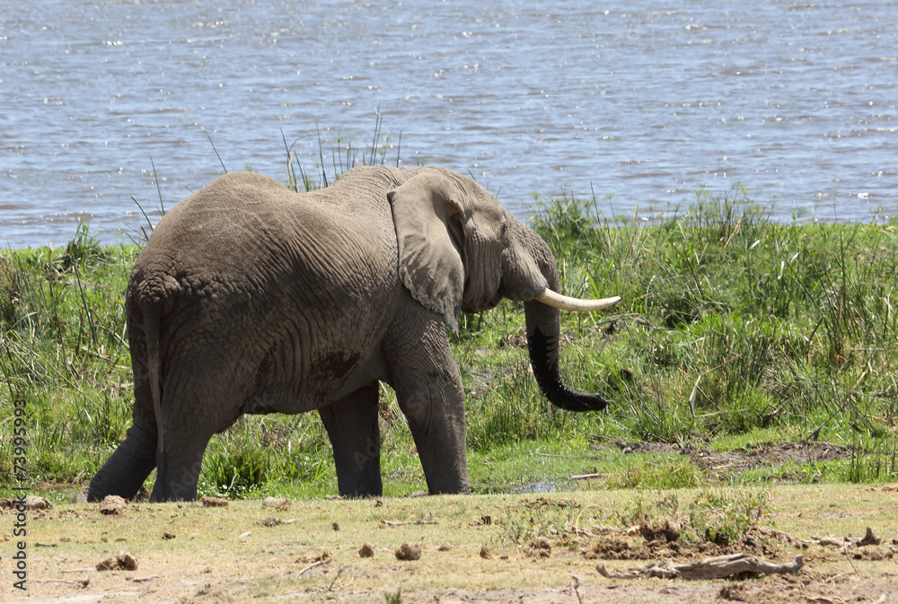 Fototapeta premium Elefant am See