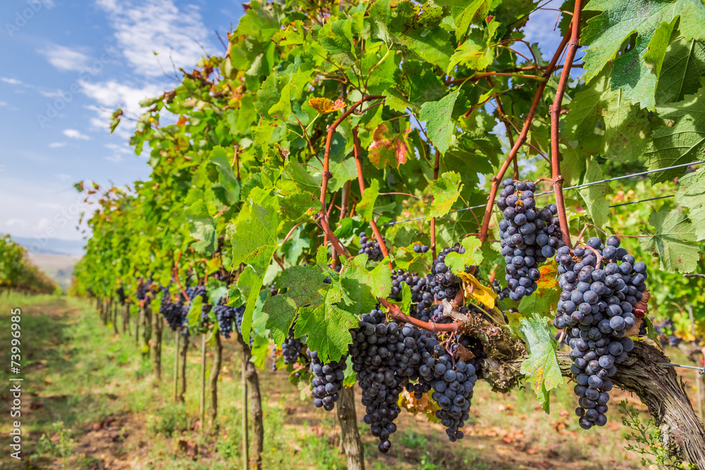 Vineyard full of ripe grapes in Tuscany