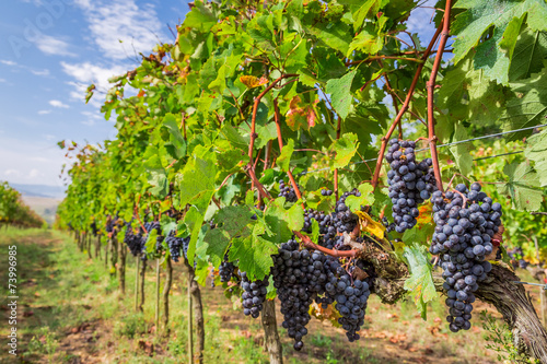 Vineyard full of ripe grapes in Tuscany