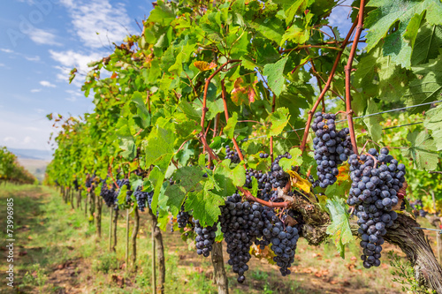 Vineyard full of ripe grape...