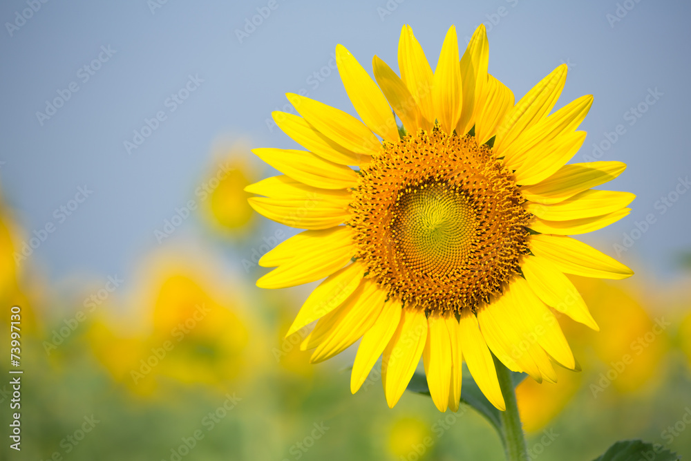 Sunflowers