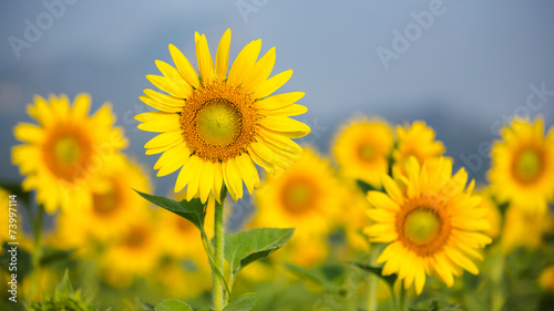 Sunflowers