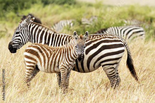 Fototapeta Naklejka Na Ścianę i Meble -  Zebras on the Masai Mara in Africa