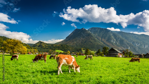 Herd of cows grazing in Alps © shaiith
