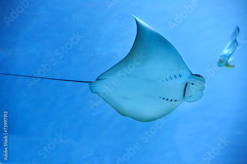Electric ray fish in ocean