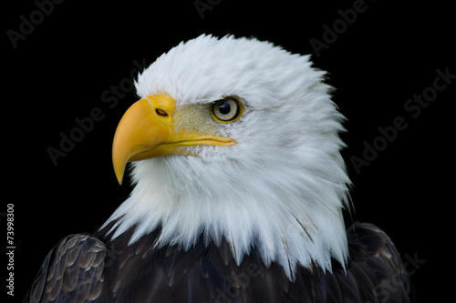 Closeup portrait of American Bald Eagle