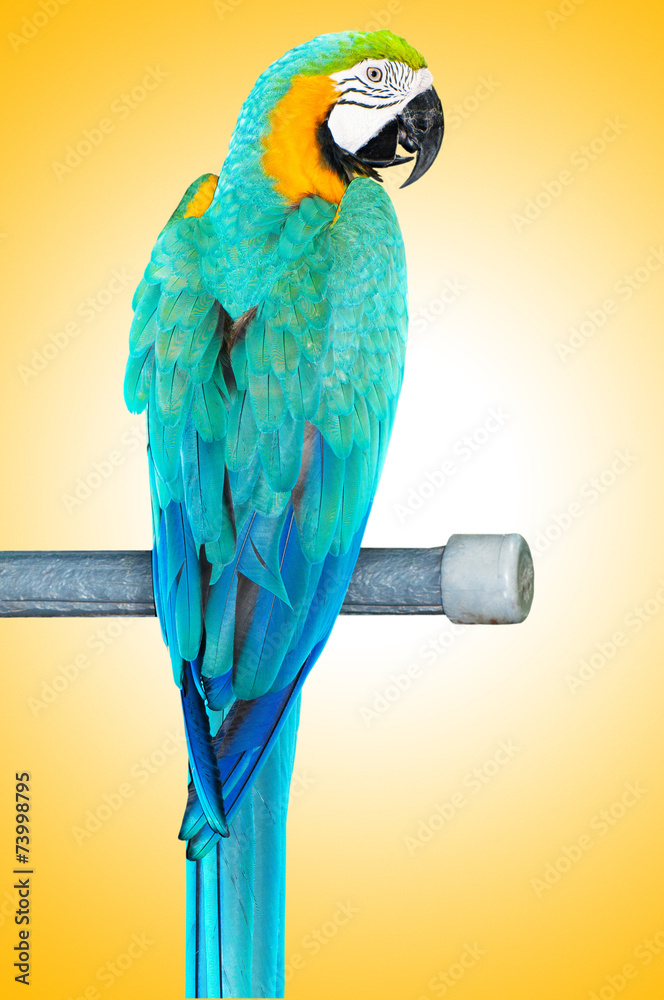 Naklejka premium Colourful parrot bird sitting on the perch