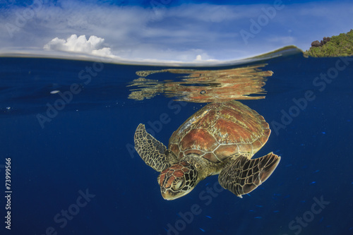 Green Sea Turtle and tropical paradise island