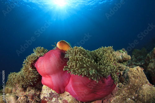 Skunk Anemonefish in Sea Anemone
