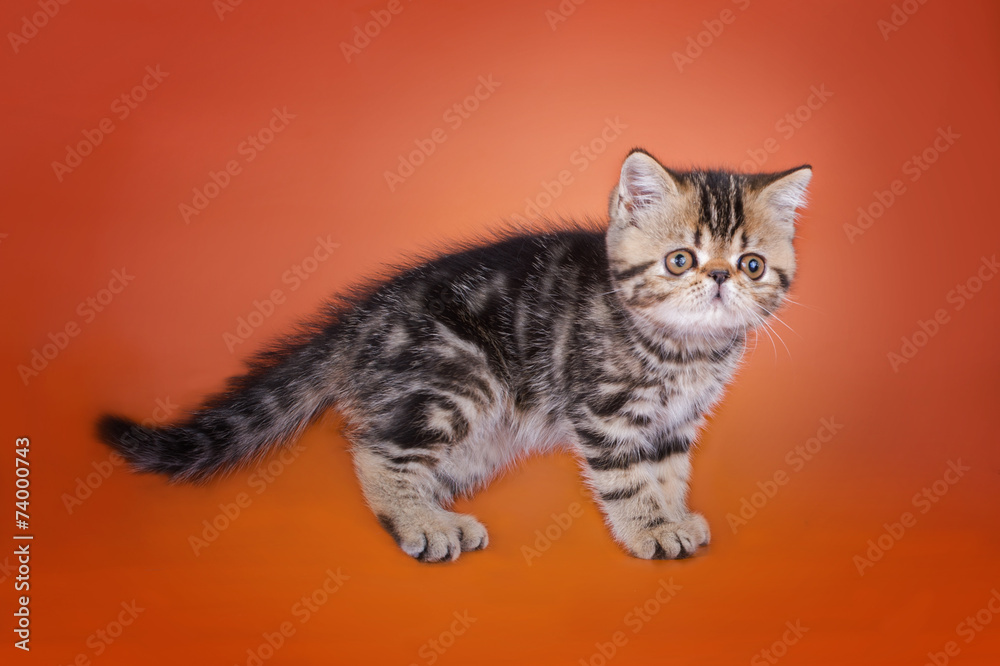 Obraz premium cat on a colored background isolated