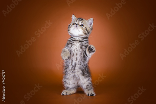 cat on a colored background isolated © Светлана Валуйская