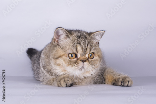 cat on a colored background isolated