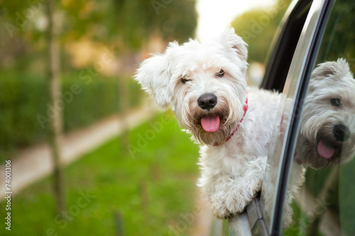 Fototapeta Naklejka Na Ścianę i Meble -  puppy looking out the car window