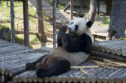 Самец гигантской панды завтракает в зоопарке Чиангмая. Таиланд