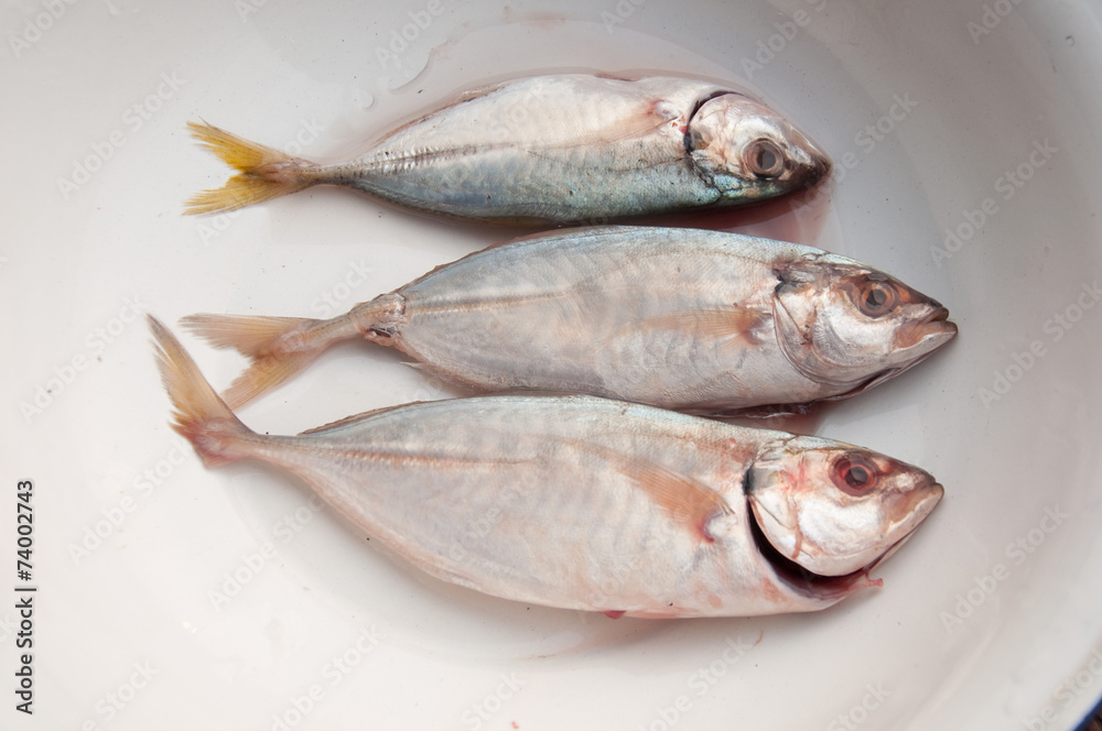 mackerel ready for cook one of the most favorite healthy food in mackerel ready for cook one of the most favorite healthy food in