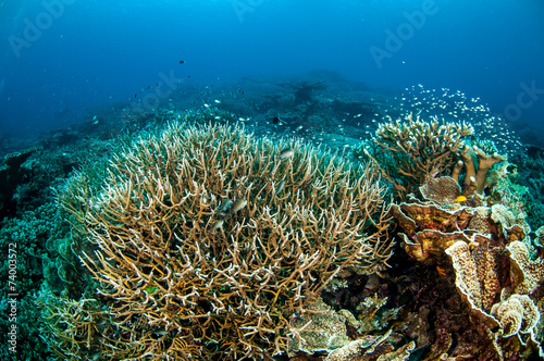 Various hard coral reefs in Banda  Indonesia underwater photo