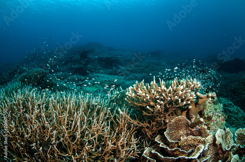 Various hard coral reefs in Banda  Indonesia underwater photo
