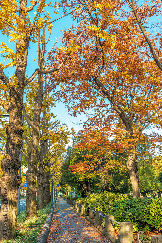 Gingko trees in Yamashita Park, Yokohama, Japan